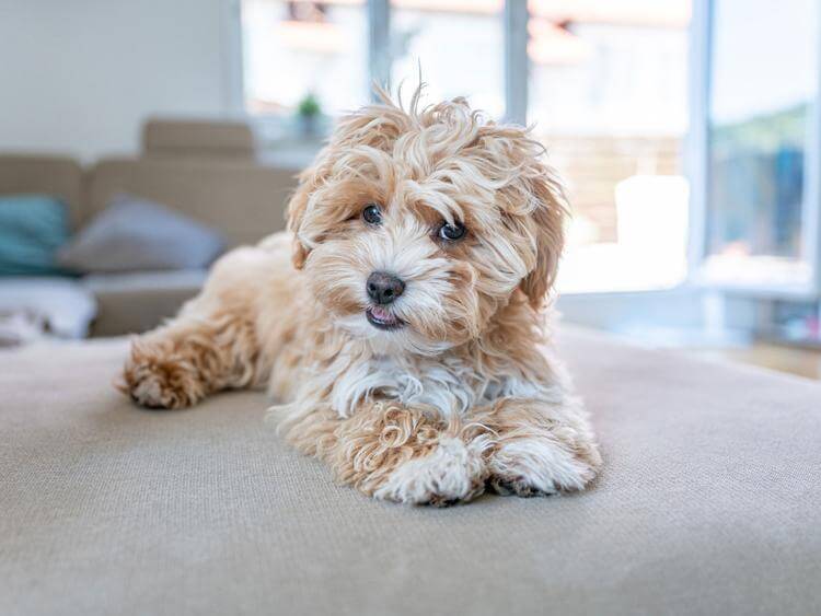 The Enchanting Maltipoo: A Beloved Companion with Surprising Intelligence