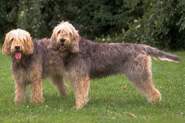 Dog Facts, Stories, Stereotypes and Myths