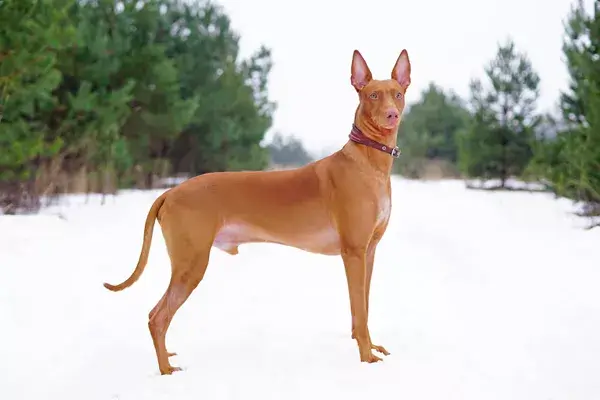Dog Facts, Stories, Stereotypes and Myths