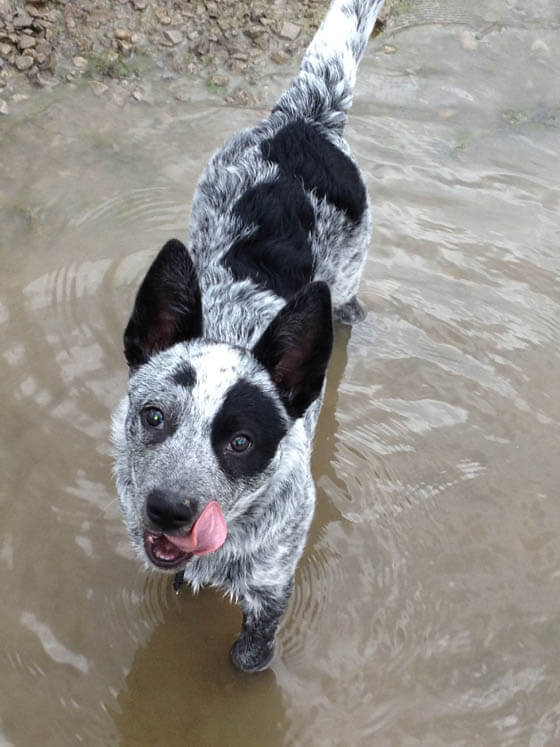 BLACK AND WHITE DOG BREEDS - AUSTRALIAN CATTLE DOG