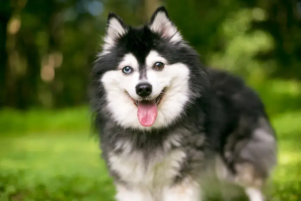 BLACK AND WHITE DOG BREEDS - ALASKAN KLEE KAI