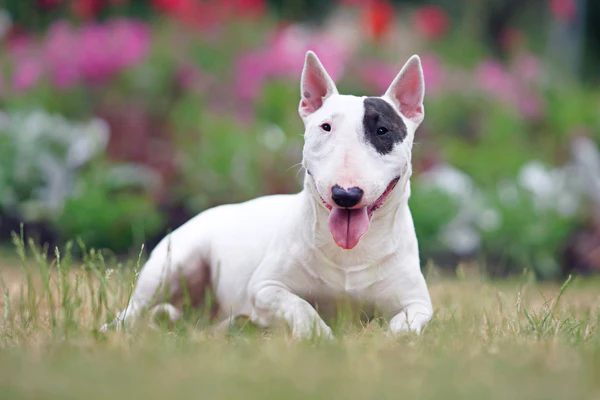 BLACK AND WHITE DOG BREEDS - BULL TERRIER
