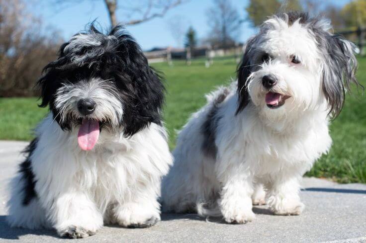 BLACK AND WHITE DOG BREEDS - COTON DE TULEAR