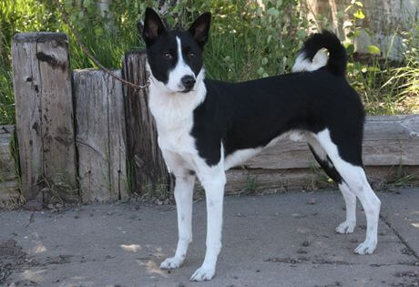 BLACK AND WHITE DOG BREEDS - CANAAN DOG