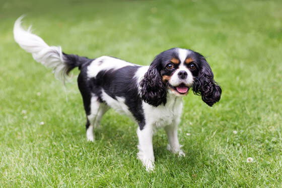 BLACK AND WHITE DOG BREEDS - CAVALIER KING CHARLES SPANIEL