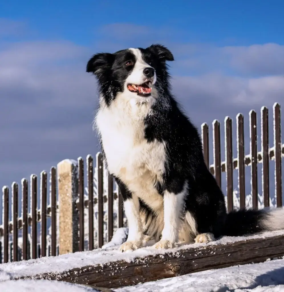 BLACK AND WHITE DOG BREEDS - ENGLISH SHEPHERD