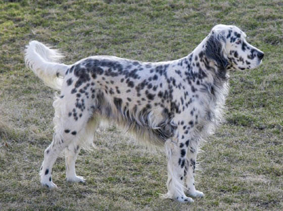 BLACK AND WHITE DOG BREEDS - ENGLISH SETTER