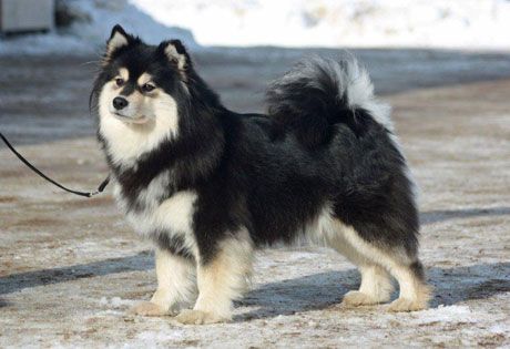 BLACK AND WHITE DOG BREEDS - FINNISH LAPPHUND