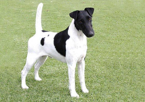 BLACK AND WHITE DOG BREEDS - SMOOTH FOX TERRIER