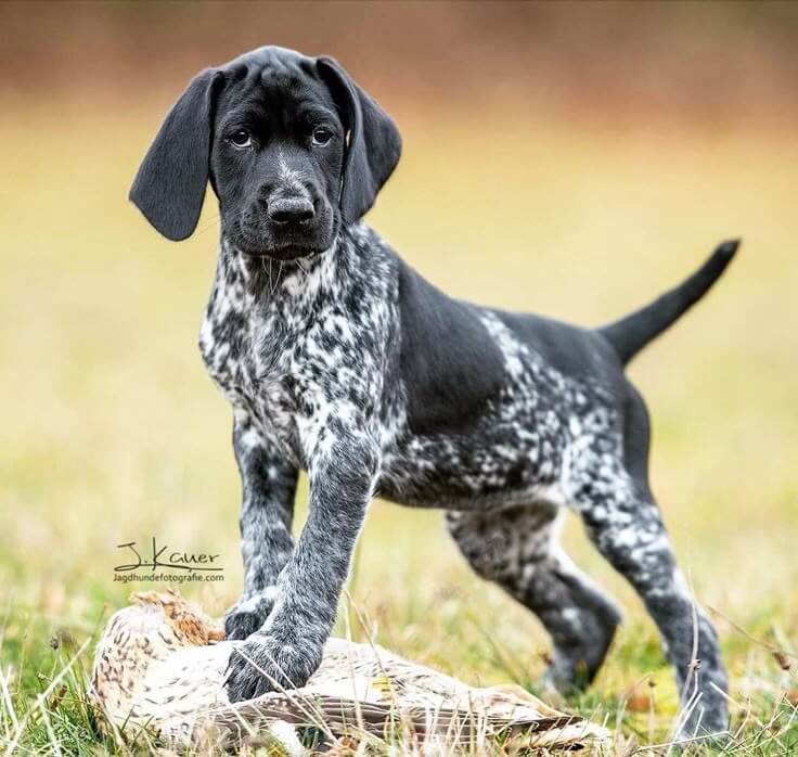 BLACK AND WHITE DOG BREEDS - GERMAN SHORTHAIRED POINTER