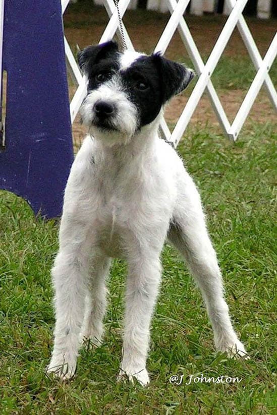 BLACK AND WHITE DOG BREEDS - PARSON RUSSELL TERRIER