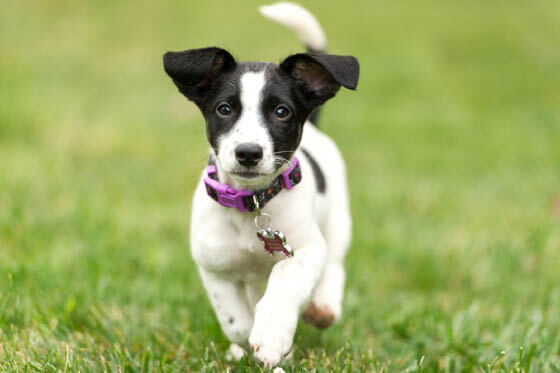 BLACK AND WHITE DOG BREEDS - 