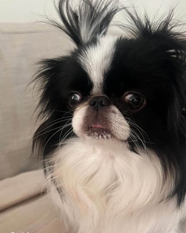BLACK AND WHITE DOG BREEDS - JAPANESE CHIN