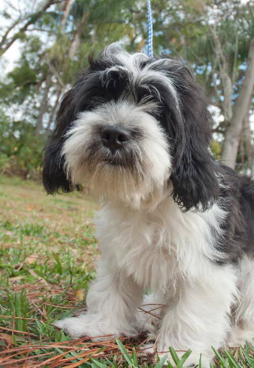 BLACK AND WHITE DOG BREEDS - LHASA APSO