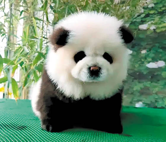 BLACK AND WHITE DOG BREEDS - PANDA DOG