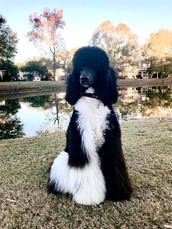 BLACK AND WHITE DOG BREEDS - POODLE