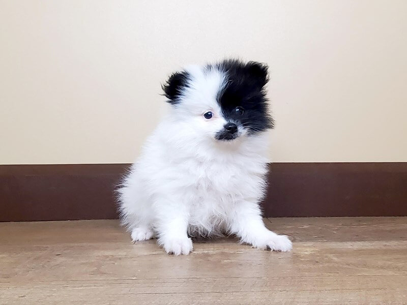 BLACK AND WHITE DOG BREEDS - POMERANIAN