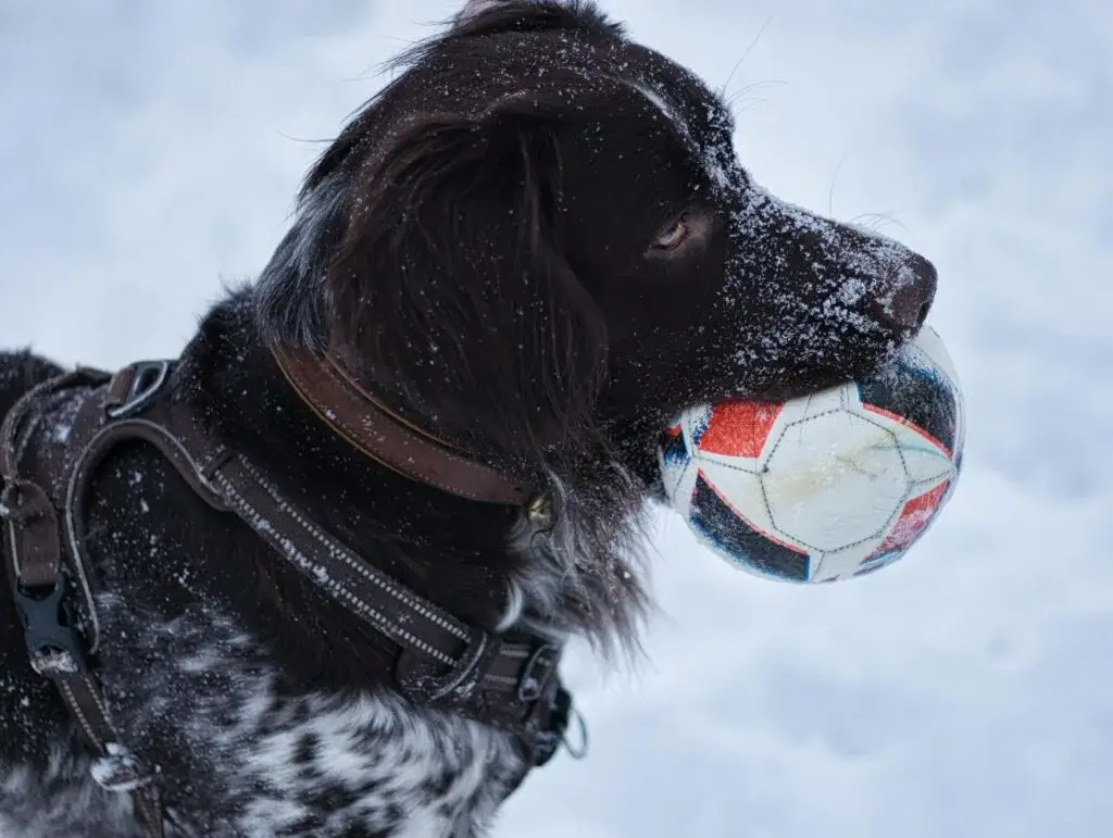 BLACK AND WHITE DOG BREEDS - SCHAPENDOES