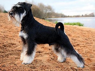 BLACK AND WHITE DOG BREEDS - SCHNAUZER