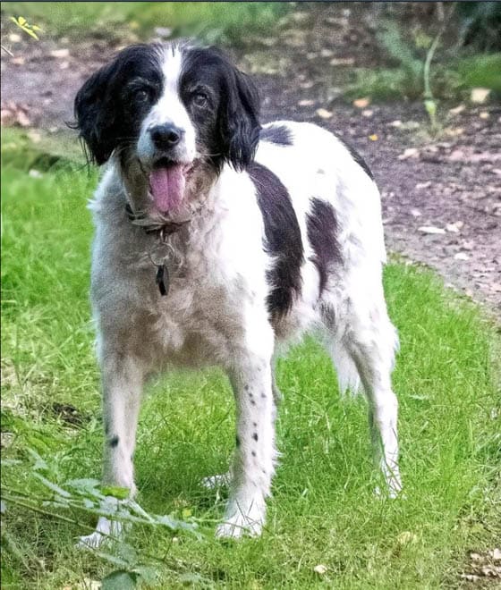 BLACK AND WHITE DOG BREEDS - STABYHOUN