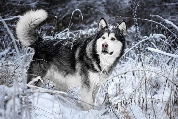 BLACK AND WHITE DOG BREEDS - ALASKAN MALAMUTE