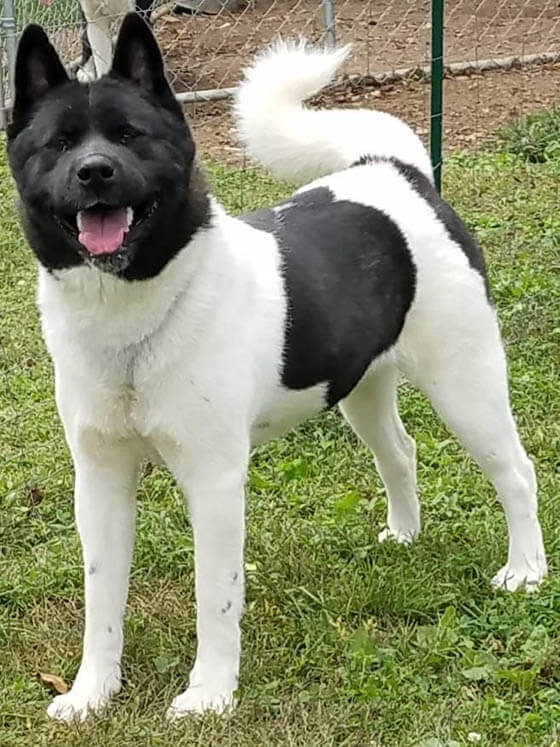 BLACK AND WHITE DOG BREEDS - AMERICAN AKITA