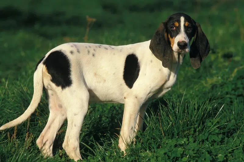 BLACK AND WHITE DOG BREEDS - ARIEGEOIS