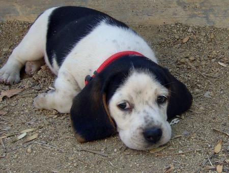 BLACK AND WHITE DOG BREEDS - BEAGLE