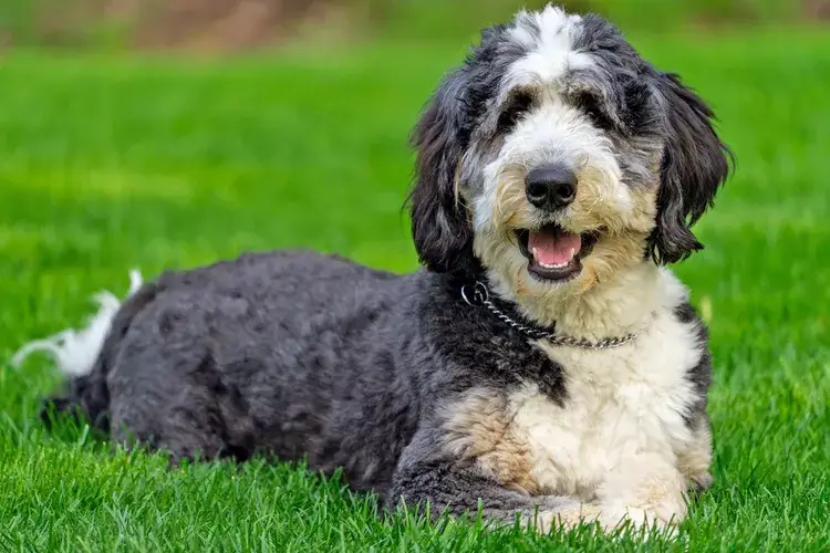 BLACK AND WHITE DOG BREEDS - BERNEDOODLE