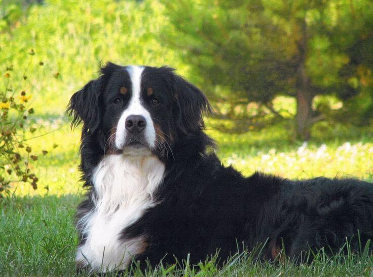 BLACK AND WHITE DOG BREEDS - BERNESE MOUNTAIN DOG