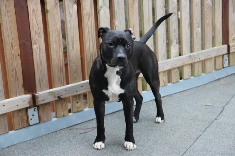 BLACK AND WHITE DOG BREEDS - AMERICAN STAFFORDSHIRE TERRIER