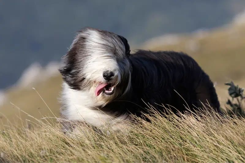 BLACK AND WHITE DOG BREEDS - BEARDED COLLIE