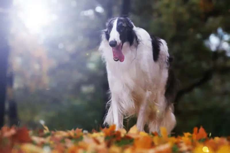 BLACK AND WHITE DOG BREEDS - BORZOI