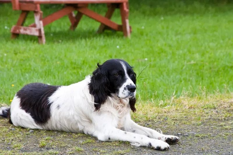 BLACK AND WHITE DOG BREEDS - ENGLISH SPINGER SPANIEL