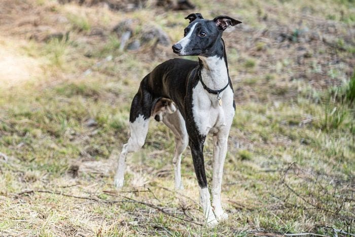 BLACK AND WHITE DOG BREEDS - WHIPPET