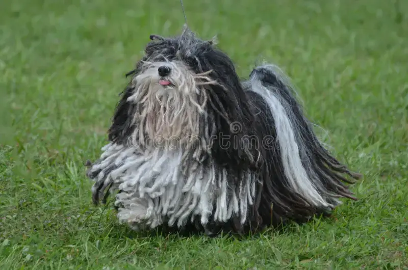 BLACK AND WHITE DOG BREEDS - PULI DOG