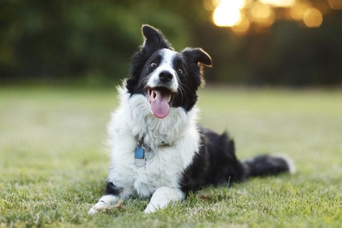 BLACK AND WHITE DOG BREEDS - BORDER COLLIE