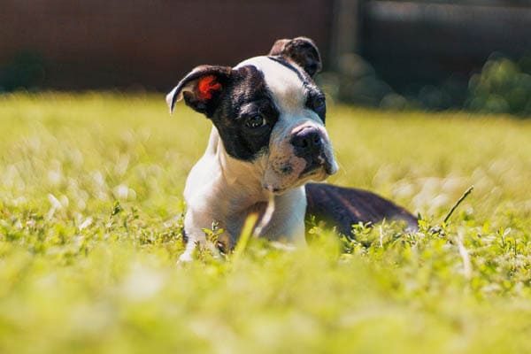 BLACK AND WHITE DOG BREEDS - BOSTON TERRIER