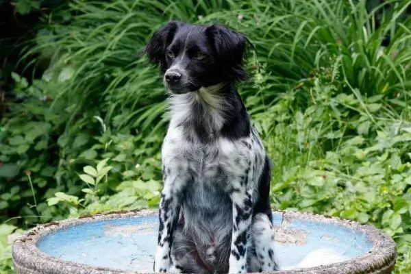 BLACK AND WHITE DOG BREEDS - BRITTANY