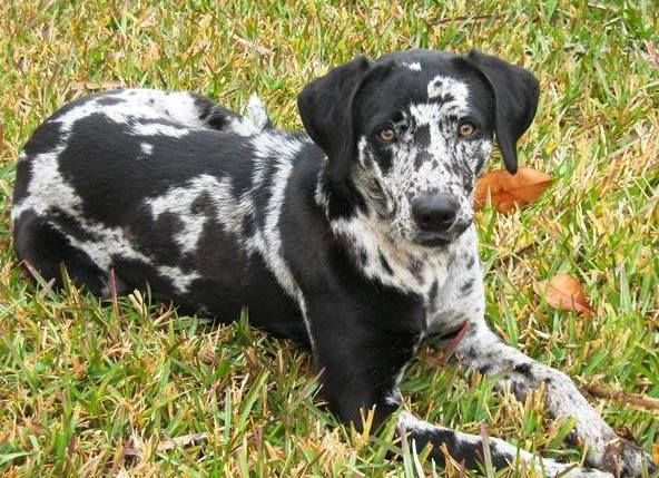 BLACK AND WHITE DOG BREEDS - SMOOTH FOX TERRIER