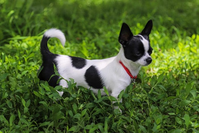 BLACK AND WHITE DOG BREEDS - CHIHUAHUA