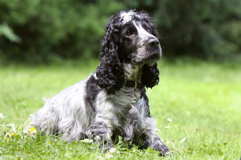 BLACK AND WHITE DOG BREEDS - 