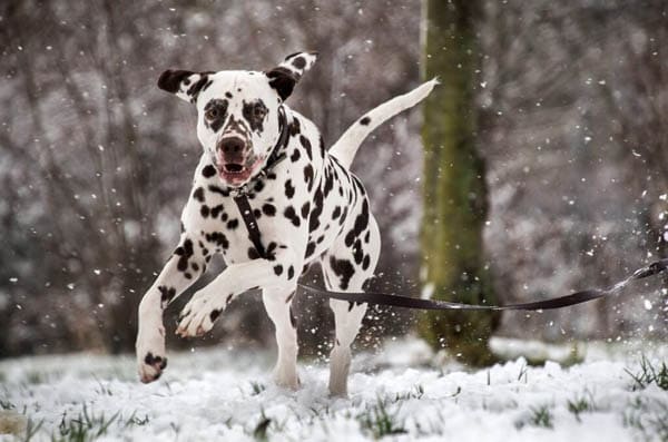 BLACK AND WHITE DOG BREEDS - DALMATIAN