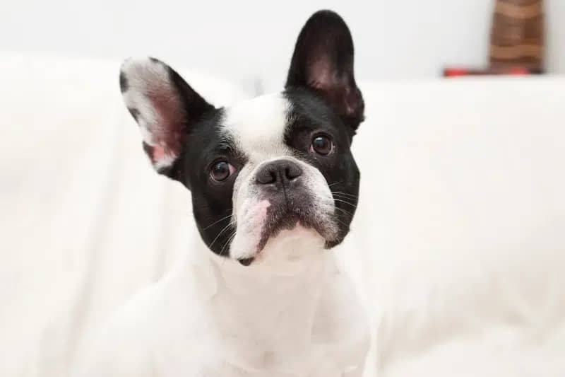 BLACK AND WHITE DOG BREEDS - FRENCH BULLDOG