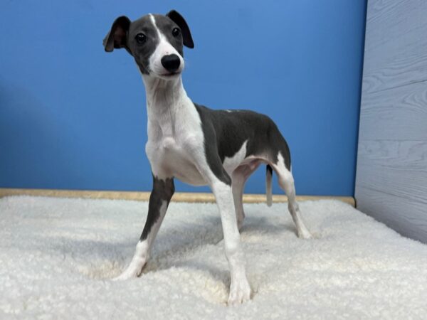 BLACK AND WHITE DOG BREEDS - ITALIAN GREYHOUND
