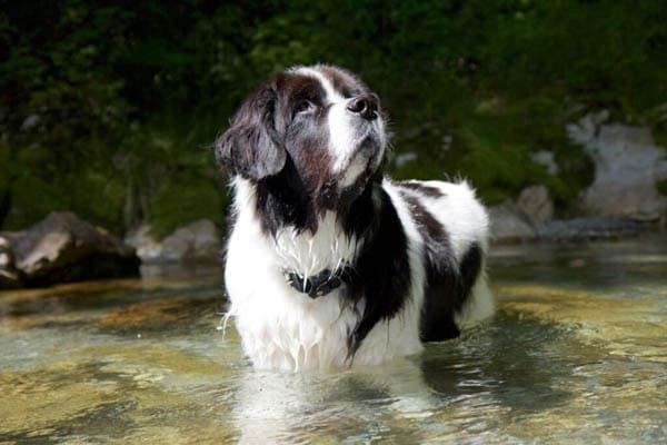 BLACK AND WHITE DOG BREEDS - LANDSEER
