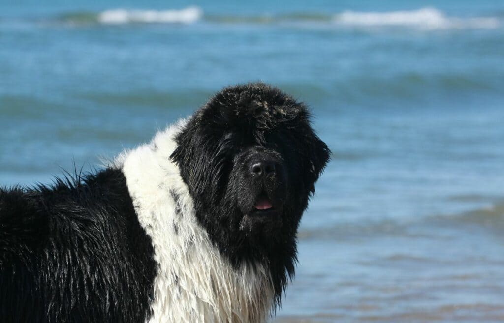 BLACK AND WHITE DOG BREEDS - NEWFOUDNLAND