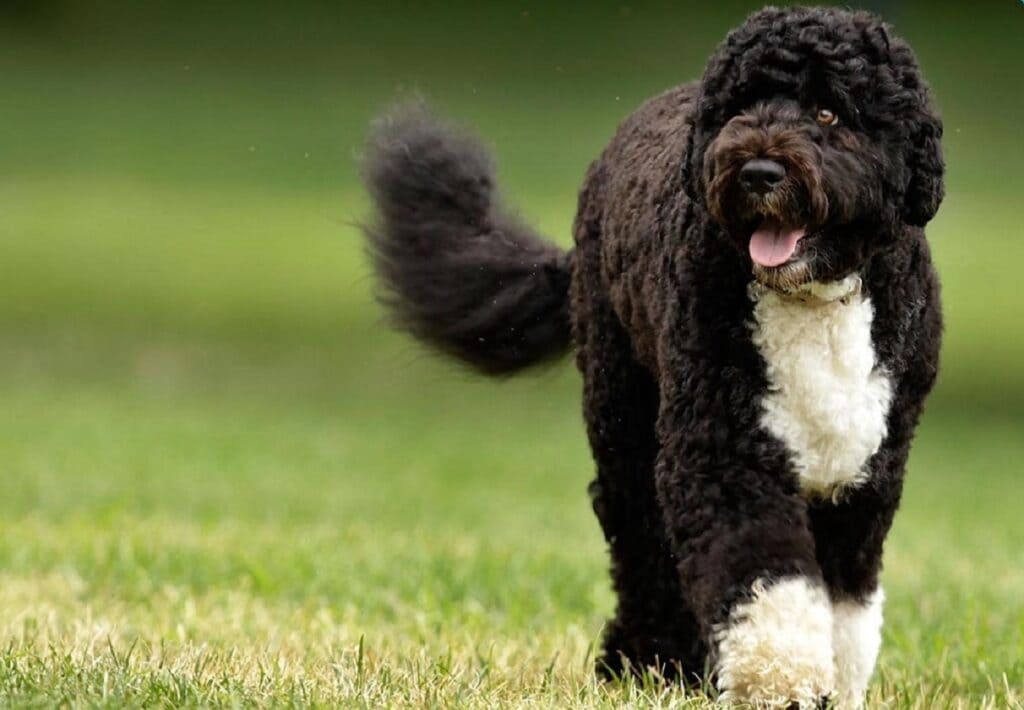 BLACK AND WHITE DOG BREEDS - PORTUGUESE WATER DOG