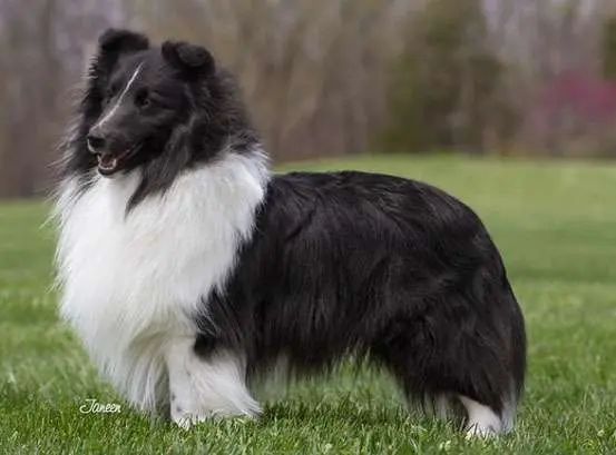 BLACK AND WHITE DOG BREEDS - SHETLAND SHEEPDOG
