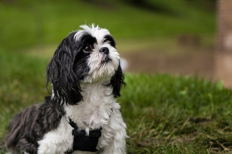 BLACK AND WHITE DOG BREEDS - SHIH TZU